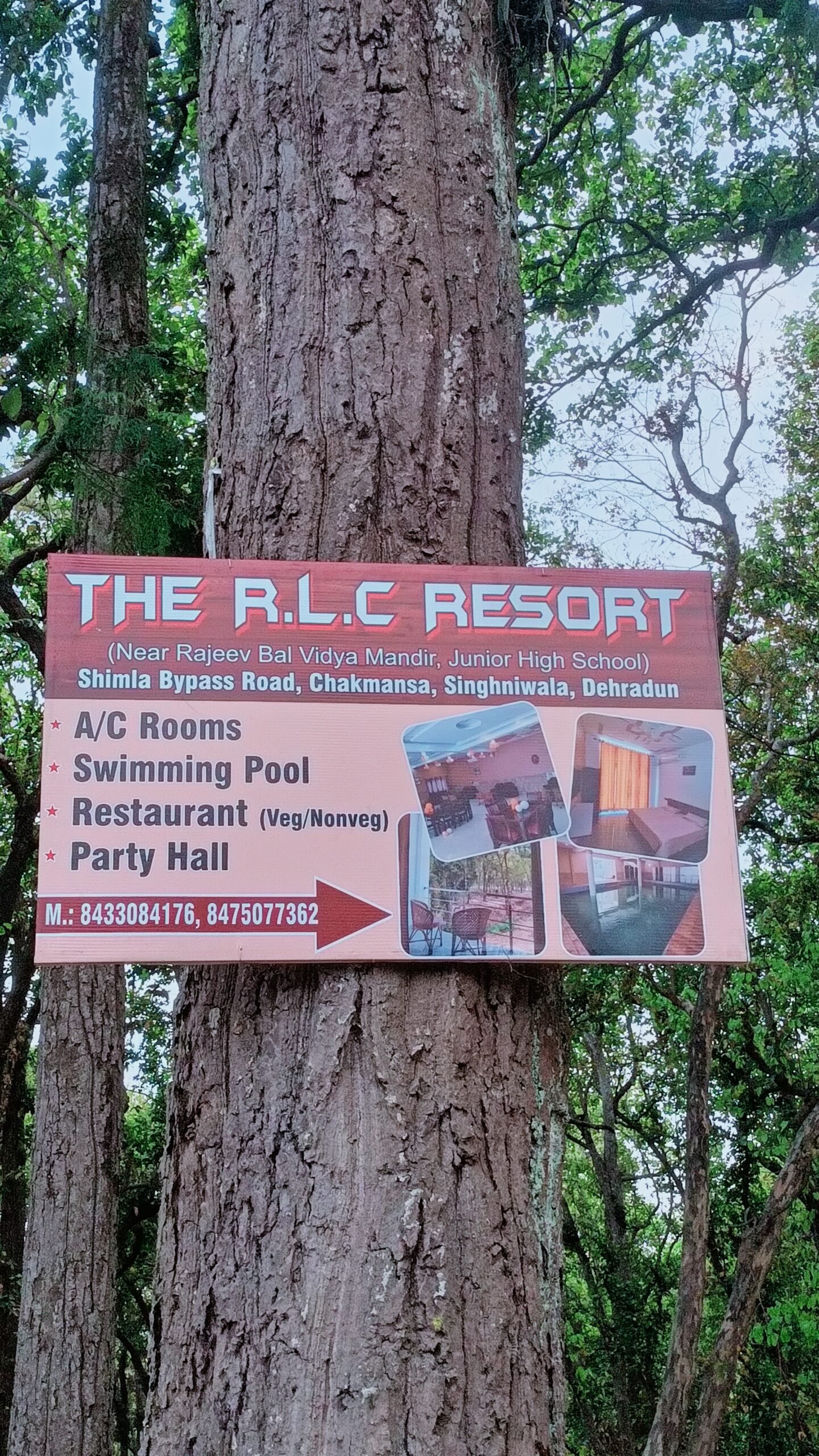 जंगल की हरियाली पर व्यवसायिक लालच का ग्रहण: देहरादून के जंगलों में पेड़ों पर ठोंके जा रहे हैं कीलें, वन विभाग मौन