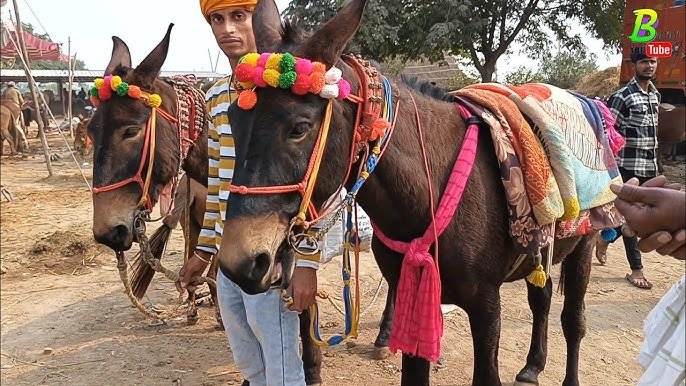 केदारनाथ धाम में तैयारी के चलते रोज पहुंच रहे 200 घोड़े,खच्चर